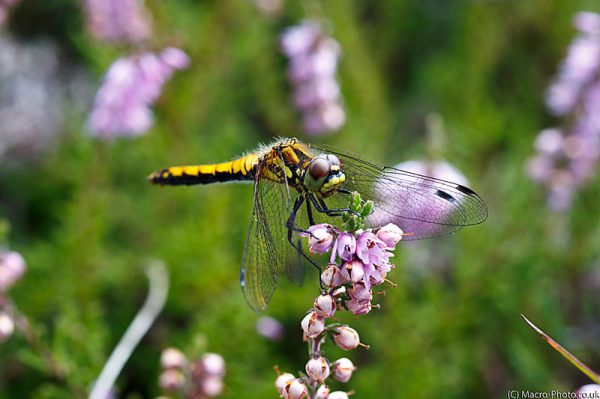 Female Black Darter on heather