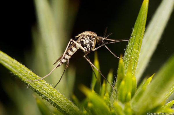 Mosquito on Gorse