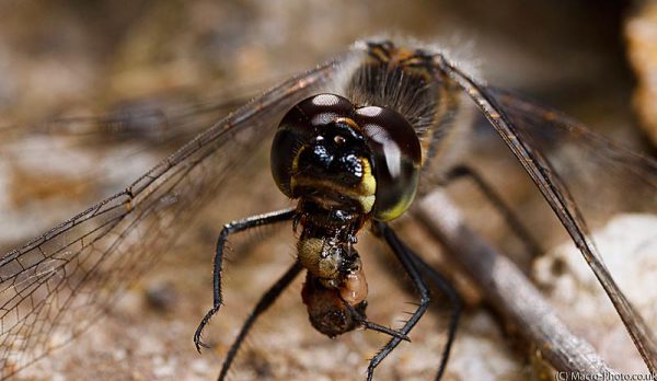Close up of Black Darter eating (Slight crop to panoram style)
