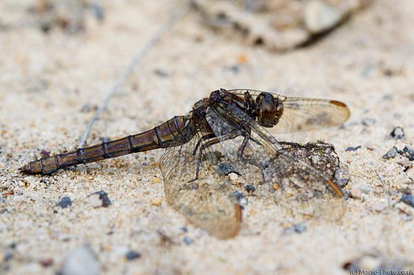 Female Keeled Skimmer