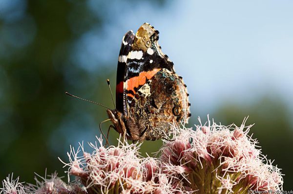 Red Admiral