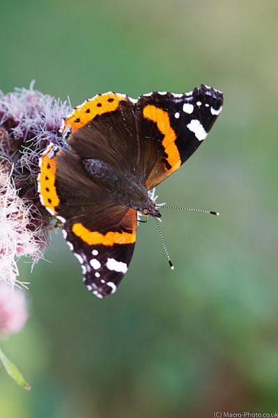 Red Admiral in portrait