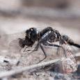 Norden Dragon Hunt and an Admiral Took another visit to Kilwood and Norden on the August bank holiday weekend. My aim was to try and see and hopefully take some shots of a male black darter for the first time. Having taken a female one last year I knew that there was a reasonable chance of...