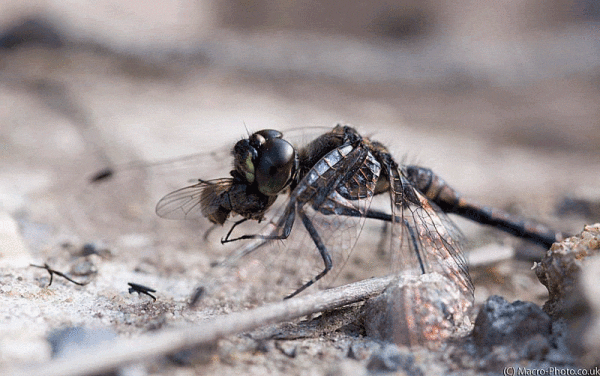 Black Darter Munching Animation