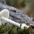 The Mad Axeman of the Forest Had a little bit of fun with an old metal figurine – Gimili, I think from an old Lord of the Rings set. Painted years ago, but now resurrected in the New Forest…. Seen some of these done, so when out taking some fungi – I also used the axeman...