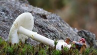The Mad Axeman of the Forest Had a little bit of fun with an old metal figurine – Gimili, I think from an old Lord of the Rings set. Painted years ago, but now resurrected in the New Forest…. Seen some of these done, so when out taking some fungi – I also used the axeman...