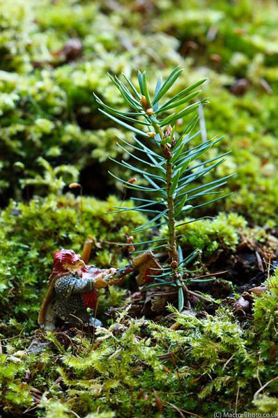 Gimili the mad axeman and the dwarf tree