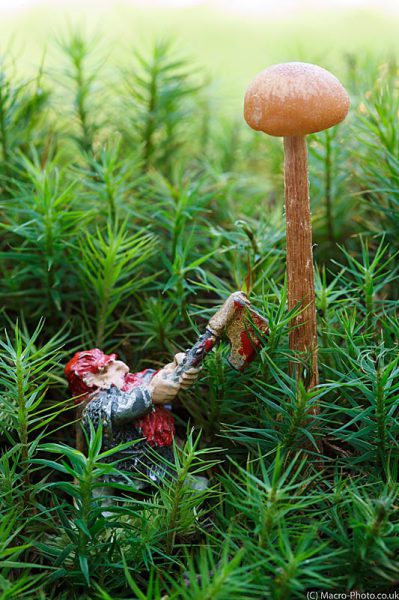 Gimili the mad axeman in the fungi forest.