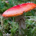 New Forest Fungi The following fungi shots were all taken in the New Forest in October this year. As the month was fairly warm and dry ( in fact the hottest week of the year occurred at the start of the month), there were not so many good specimens about as there are...
