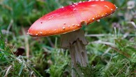 New Forest Fungi The following fungi shots were all taken in the New Forest in October this year. As the month was fairly warm and dry ( in fact the hottest week of the year occurred at the start of the month), there were not so many good specimens about as there are...