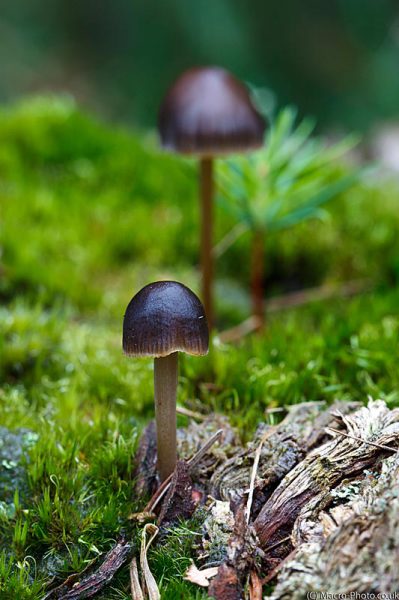Twin Fungi Twin Fungi