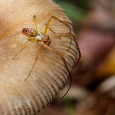 I recently purchase Topaz Adjust (A photoshop plugin) after trialling the software for some landscape shots.  After taking a shot of a spider on some fungi, I decided to have a quick go with Topaz Adjust on a macro shot. Now whilst it may not suit many macro shots, I...