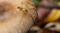 A play with Topaz Adjust I recently purchase Topaz Adjust (A photoshop plugin) after trialling the software for some landscape shots. After taking a shot of a spider on some fungi, I decided to have a quick go with Topaz Adjust on a macro shot. Now whilst it may not suit many macro shots, I...