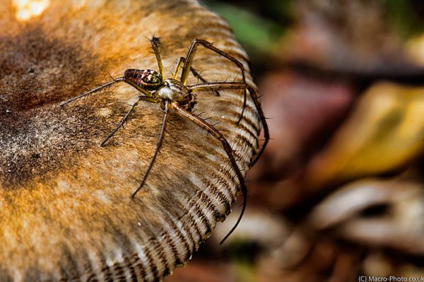 Topaz Adjusted Spider on Fungi.