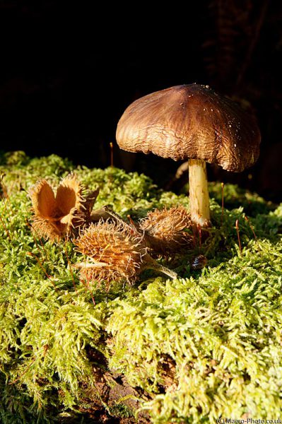 Fungi and Chestnuts Fungi and Chestnuts