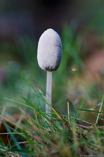 Fungi in the grass Fungi in the grass