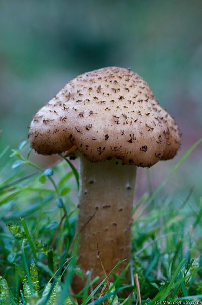 Speckled Fungi Speckled Fungi