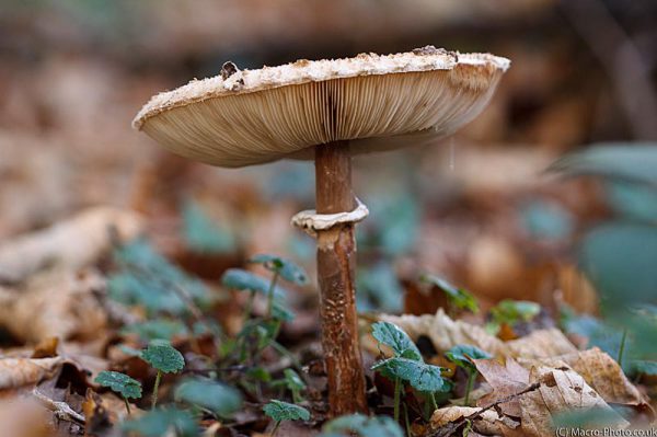 Parasol type mushroom Parasol type mushroom
