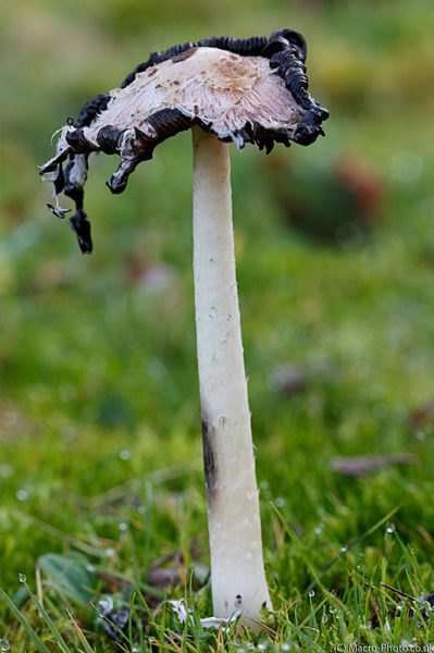 Weeping Shaggy Ink Cap Weeping Shaggy Ink Cap