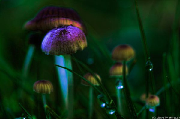 Glowing Fungi in the Grass Glowing Fungi in the Grass