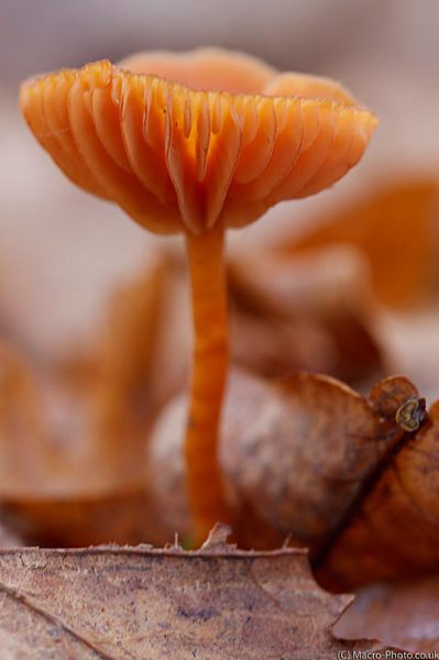 Fungi in the leaves Fungi in the leaves