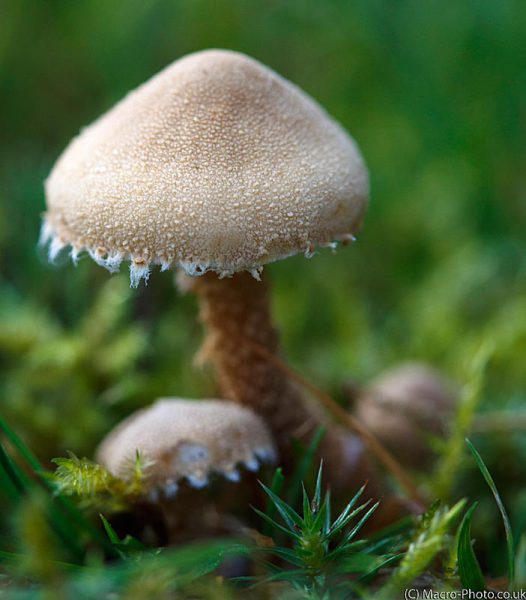 Small fungi in the Moss Small fungi in the Moss