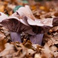 More Fungi from Blashford Managed to fit another trip in to Blashford this weekend, and was able to get some more fungi shots in. This time I remembered to take my quick release plate with me, so I was able to use my tripod and live view on the Canon 50D. Makes the taking...