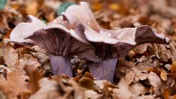 More Fungi from Blashford Managed to fit another trip in to Blashford this weekend, and was able to get some more fungi shots in. This time I remembered to take my quick release plate with me, so I was able to use my tripod and live view on the Canon 50D. Makes the taking...