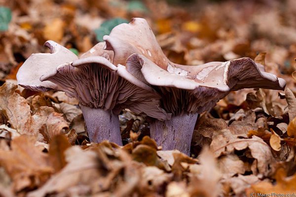 Fungi in the leaves