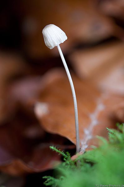 Mycena Fungi (possible)