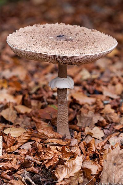 Parosol type fungi