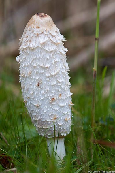 Sprouting Shaggy Inkcap