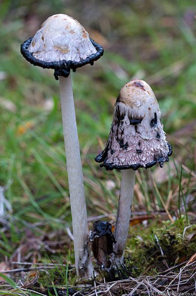 Pair of Shaggy Inkcaps