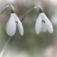 Snowdrops & Springtails. On a wet Saturday afternoon today, I visited a known patch of Snowdrops at Garston Wood. I fancied that the overcast and damp conditions would make it good to take these flowers. I took along my mat to keep dry on the ground my self while I framed the shots...