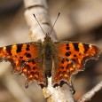 Took a visit at the weekend to Garston Wood.  I had a new flash homemade diffuser setup on my MPE-65mm to play with – more of that in a later post.  The visit saw a couple of firsts in the photography year of 2012 for me, as spring starts to...