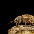 Whilst on a visit to Roydon Woods last Sunday for a root around in the leaves, and a play with MPE-65mm diffusion setup testing, I found this weevil on a log. I used a set of “Dove Invisible Dry” tops to diffuse the light, and had a A5 Book Cover...
