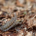 In recent visits I’ve come across some strange and small bugs.  I’ve not identified all of them yet – but now have a couple thank to people on photography-on-the.net forum.  All were taken on my MPE-65mm lens. I often think you can find many sci-fi monster inspirations in the insect...