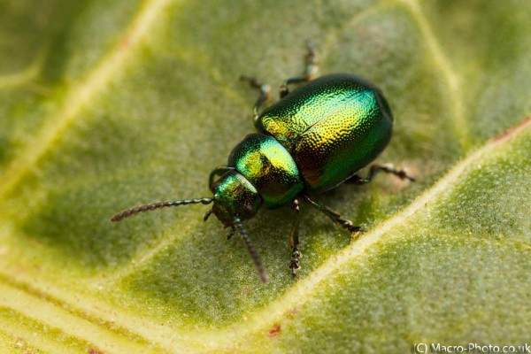 Dock Leaf Beetle - about 2x Magnification. Dock Leaf Beetle - about 2x Magnification.