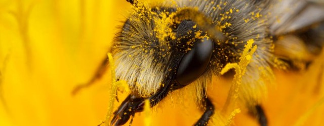 Over the Easter break I visited White Mill a few times to shoot with my Canon MPE-65mm Macro lens, mainly aiming to shoot Bees and Flies up close with my new diffusion setup.  I had spotted several Solitary Bees on the previous visit and was hoping to get up close...