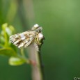 Martins Down – Skipper Time The weather was brighter on the Bank Holiday Sunday, but still far from warm. I went on a hopeful first visit to Martins Down, in the hope of seeing some Skippers. However the first thing I found was a Ruby Tiger moth which zoomed past me and then landed on...