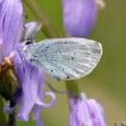 Blue Monday After a very wet morning on the Bank Holiday Monday 7th May, the weather brightened up, with even the sun making some fleeting appearances. I decided to visit Garston Wood to see how the poor weather had been affecting the spring flowers. The cold weather had damaged some of the...