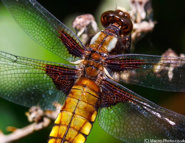 Close up of Broad-bodied Chasers Wings Close up of Broad-bodied Chasers Wings