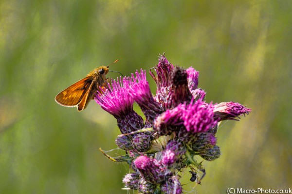 Skipper on Thistle. Skipper on Thistle.