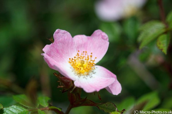 Dog Rose Dog Rose