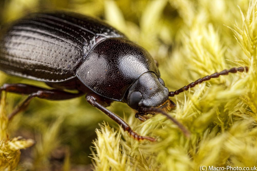 IMAGE: http://www.macro-photo.co.uk/wp-content/uploads/2013/03/MG_1051.jpg