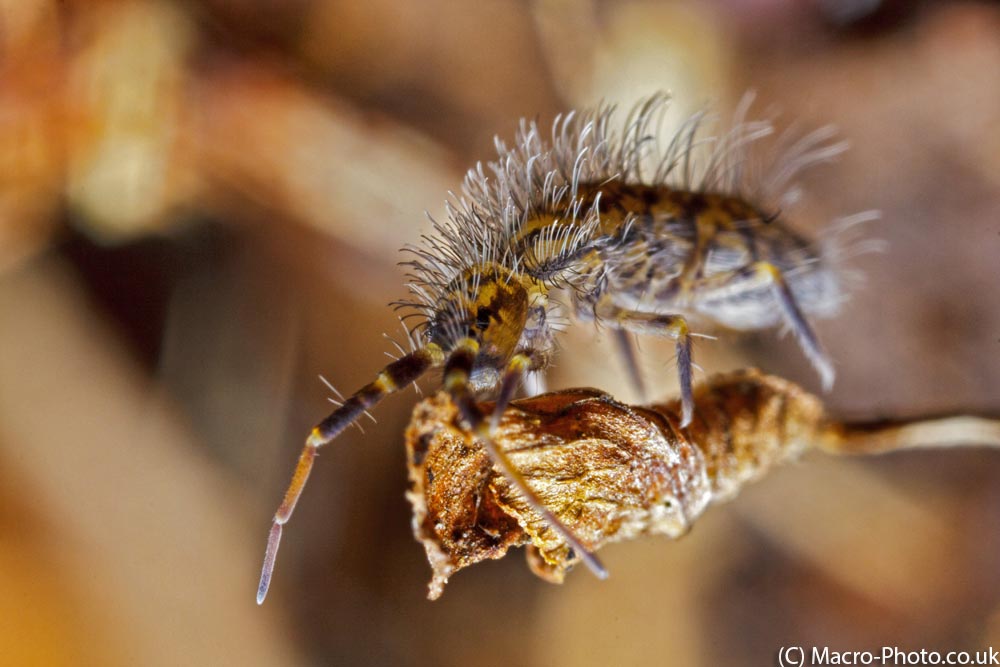 IMAGE: http://www.macro-photo.co.uk/wp-content/uploads/2013/03/MG_1124.jpg