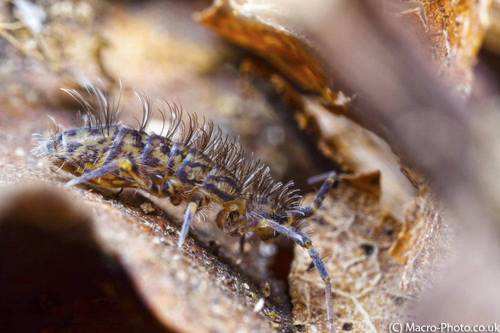 IMAGE: http://www.macro-photo.co.uk/wp-content/uploads/2013/03/MG_1127.jpg