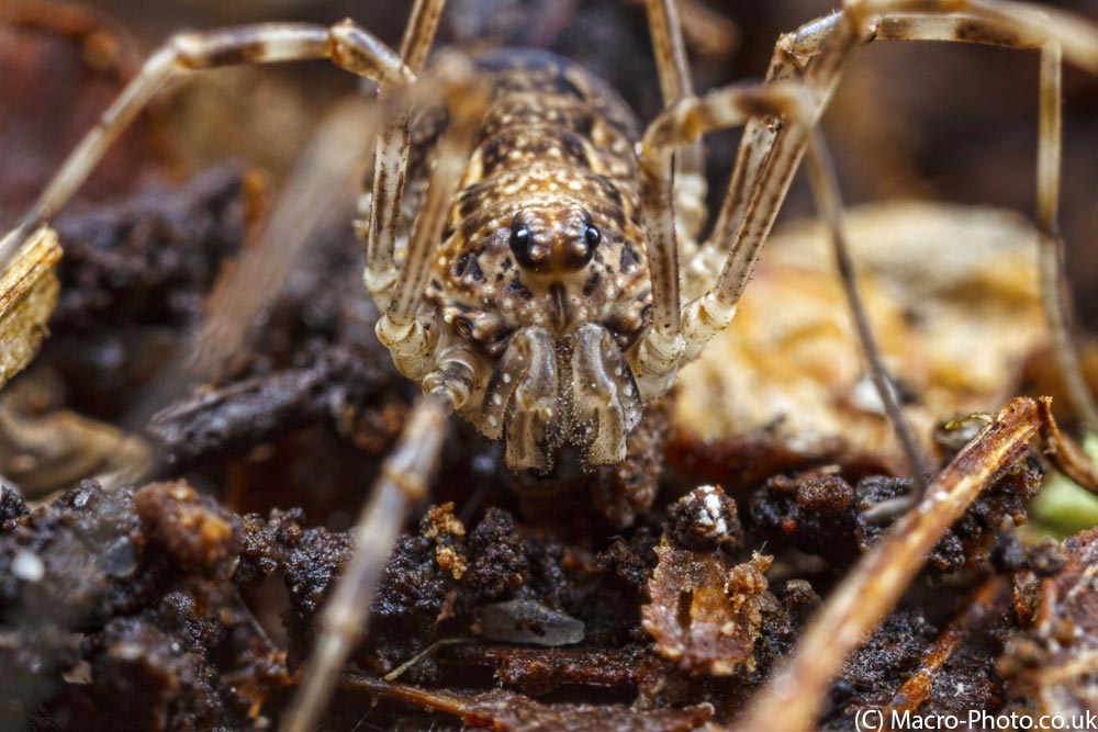 IMAGE: http://www.macro-photo.co.uk/wp-content/uploads/2013/03/MG_1169.jpg