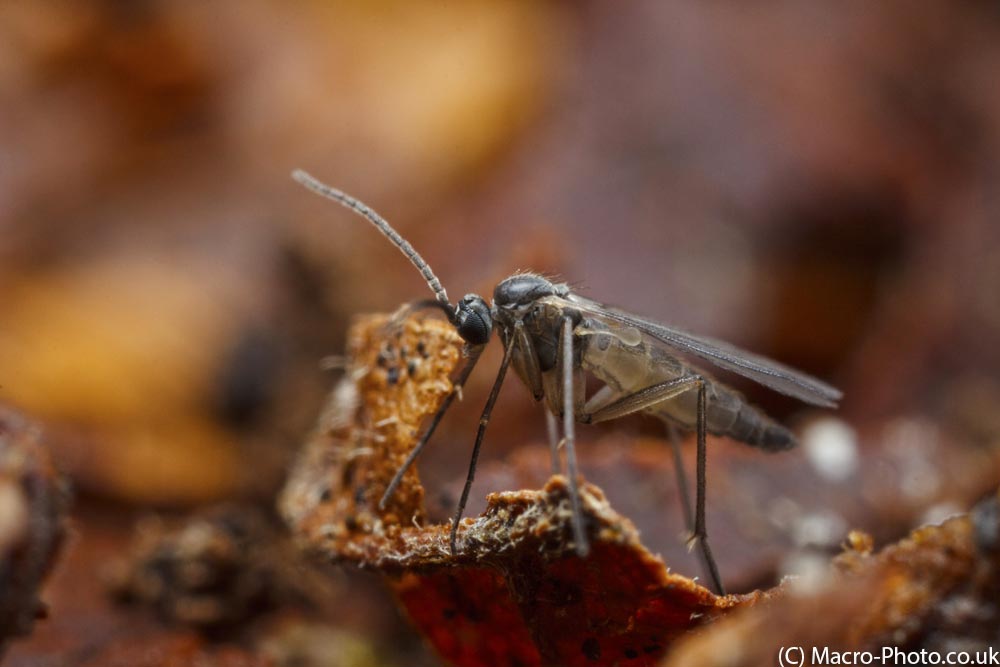 IMAGE: http://www.macro-photo.co.uk/wp-content/uploads/2013/03/MG_1171.jpg