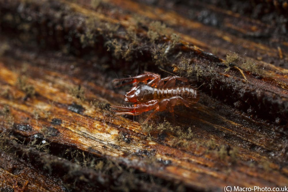 IMAGE: http://www.macro-photo.co.uk/wp-content/uploads/2013/04/MG_1648.jpg